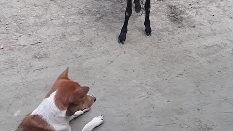 Dog & goat fighting