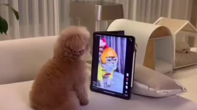 Funny Pets Videos 2022 🤣🤣