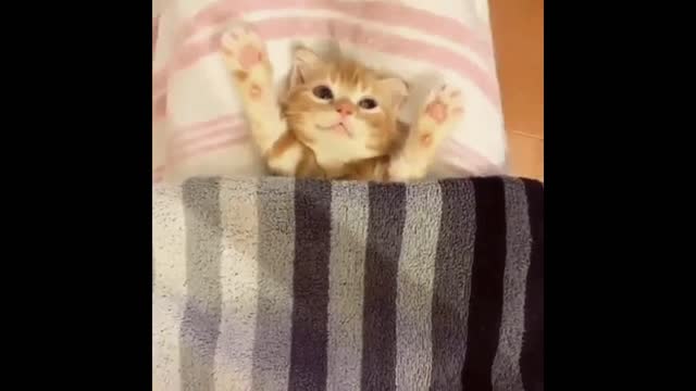 Gif video of cat in your bed