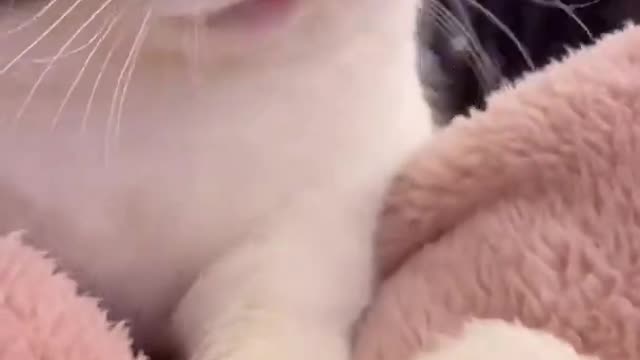 Cute funny cat video 2021