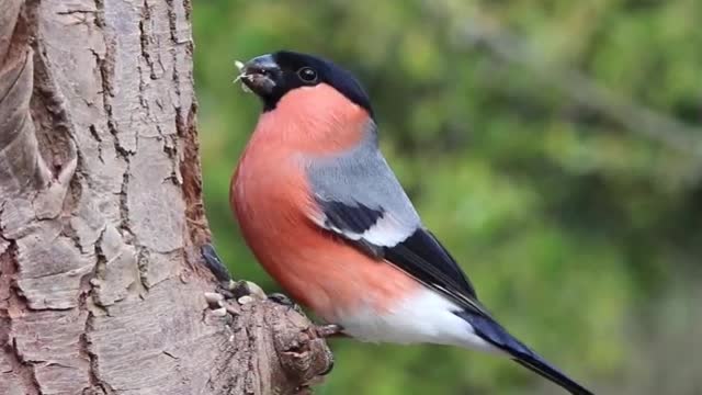 Bullfinch Male Bird Nature Red Finch Spring