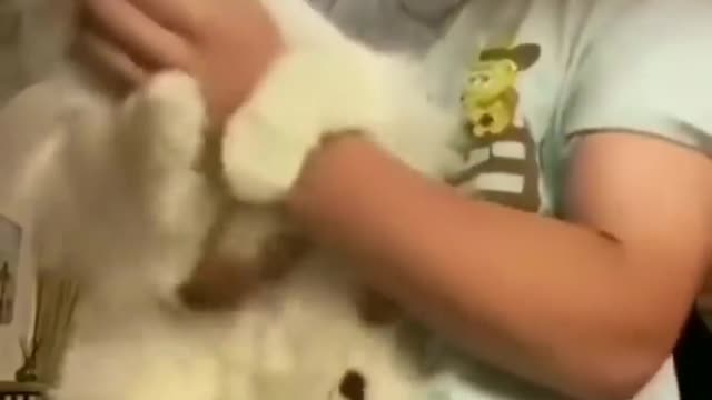Cat owner clash with cat