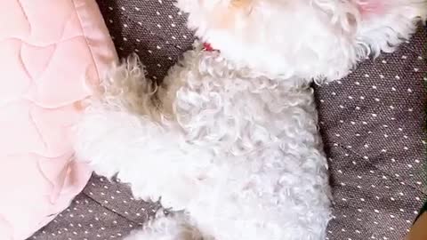 Puppy Jenny's so cute video (30)