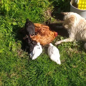 happy time together, Luna, a terrier-like dog, became a shepherd dog ;-)