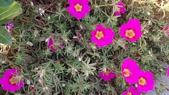 Do you know what kind of flower this is