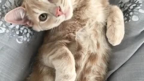 Love Cat