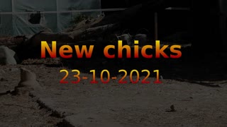 New Chicks