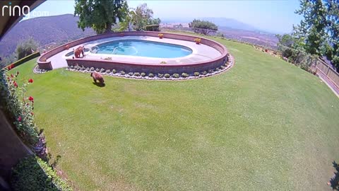 Bear takes dip in the pool /ring tv