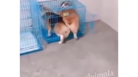 2 Dogs break the cage entrance