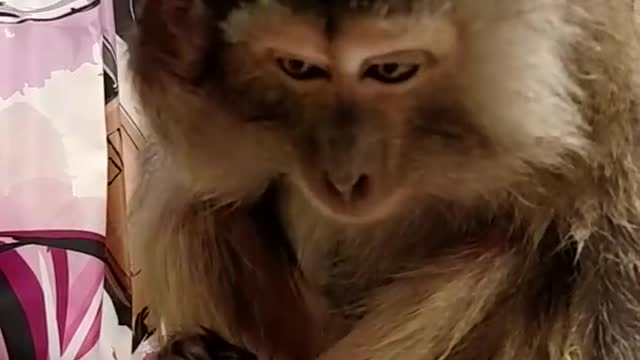 Monkey Grooms Herself