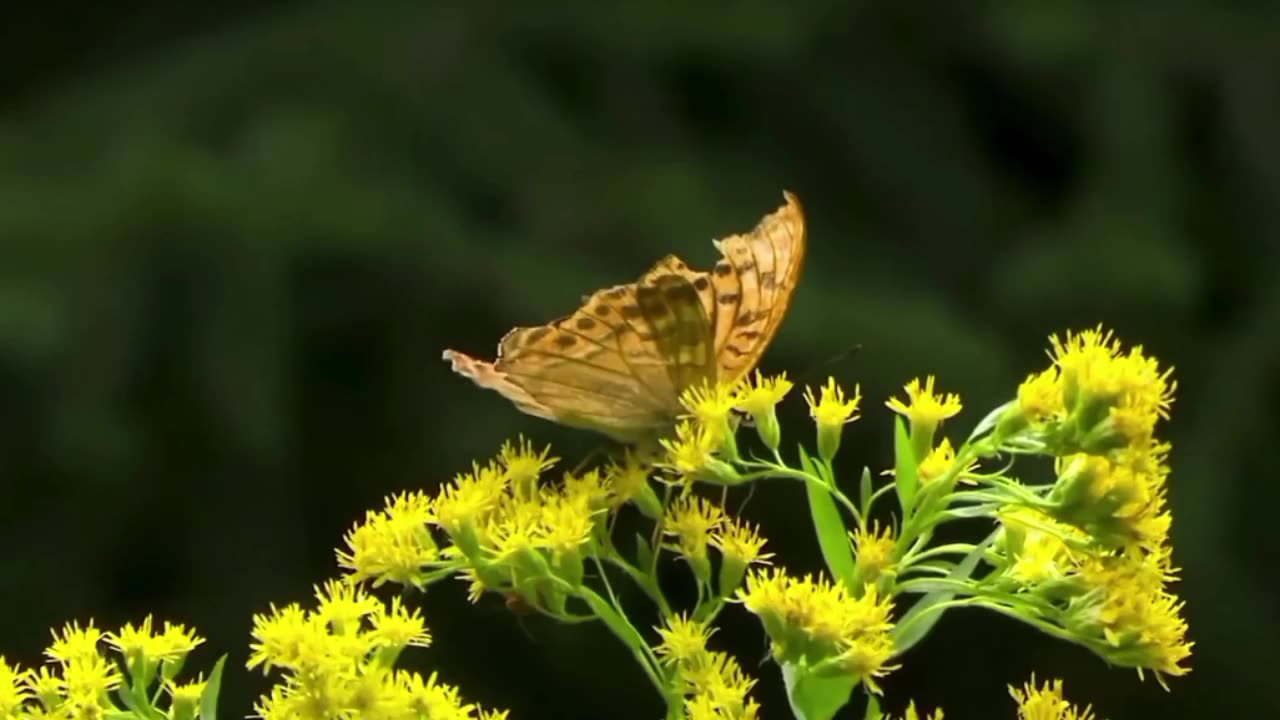 Butterfly Cute