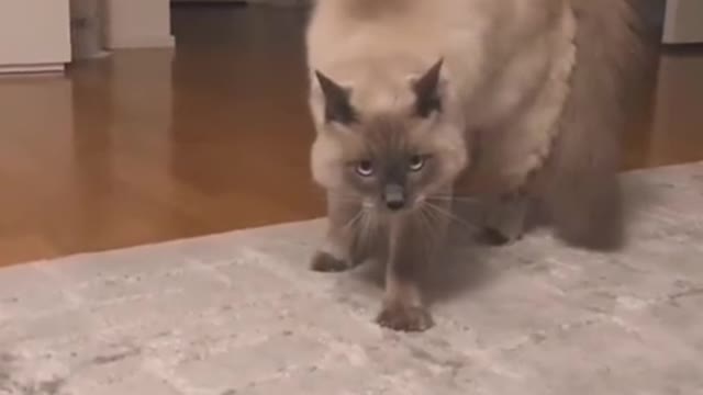 Funny cat 😻try not to laugh 😂😂😂