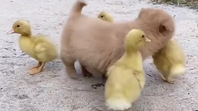 Cute dog and duck 🦆