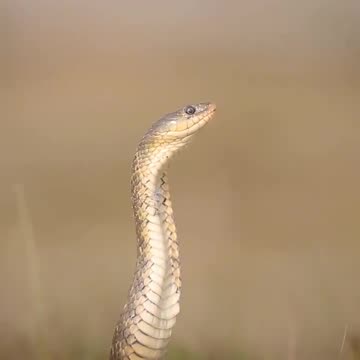Wildlife in Close view with different perspective.