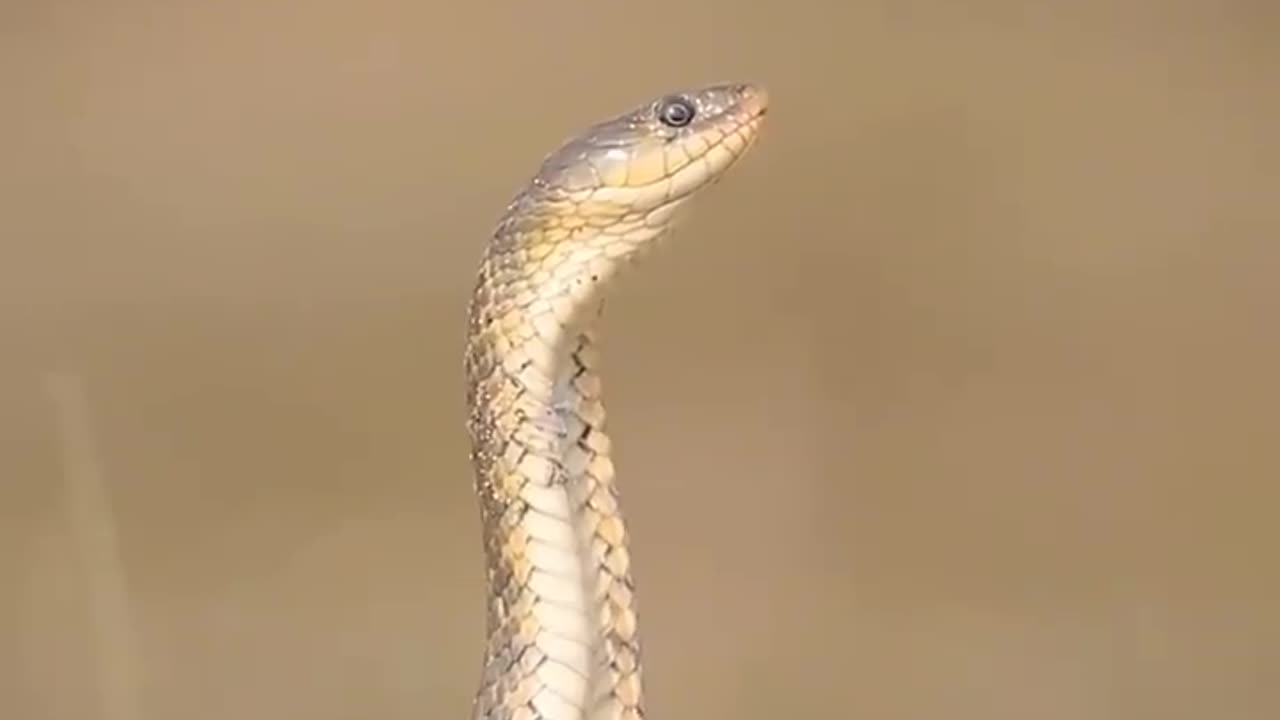 Wildlife in Close view with different perspective.