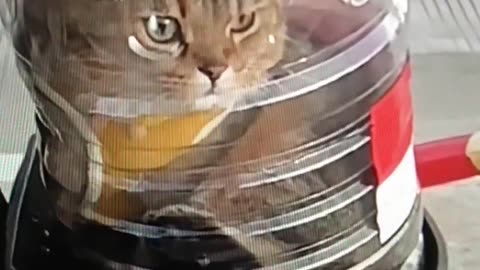 CAT IN THE DRUM!