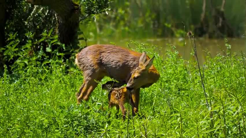 Cervo Fulvo Chevrette Amamentação Fêmea Animais