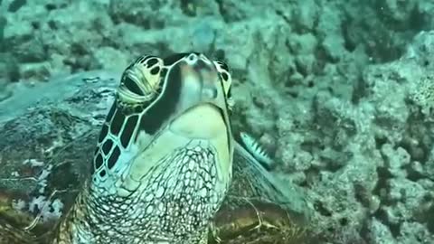 Lonely sea turtles