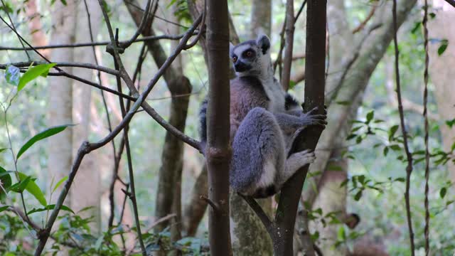 Watch now in the wild and forests, this animal climbing trees in search of food