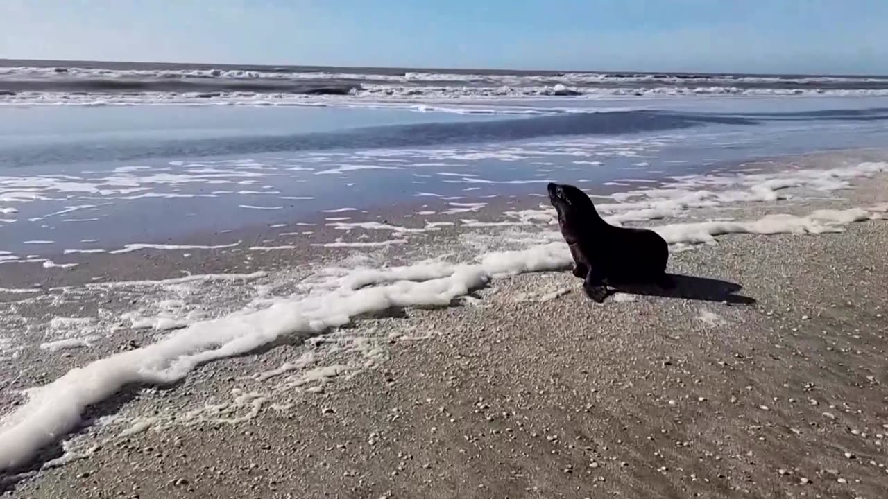 Sea lion injured by plastic returns to Argentina home