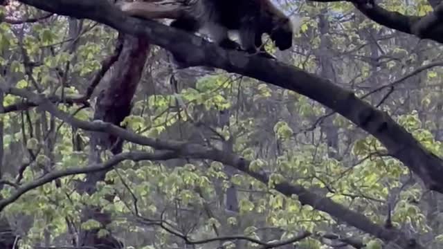 Porcupine in a tree