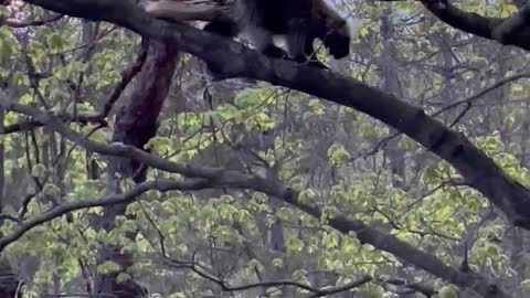 Porcupine in a tree