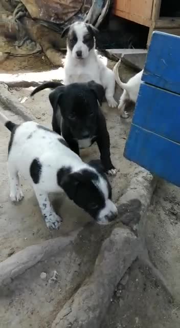 cachorros necesitan ayuda