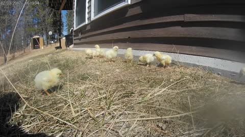 Four day old chicks on grass for the first time