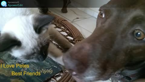 CATS AND DOGS Awesome Friendship - Funny.