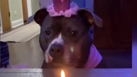 The owner is celebrating his dog's birthday