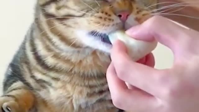 Wow Gread Top Amazing Cat cute lovely _shorts _funnyanimals(720P_HD)