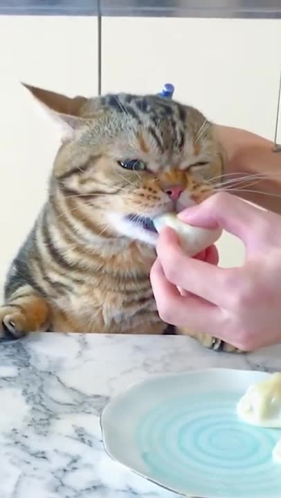 Wow Gread Top Amazing Cat cute lovely _shorts _funnyanimals(720P_HD)