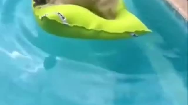 Funny dog swimming 🥽