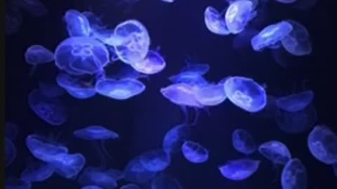 Color changing jellyfish