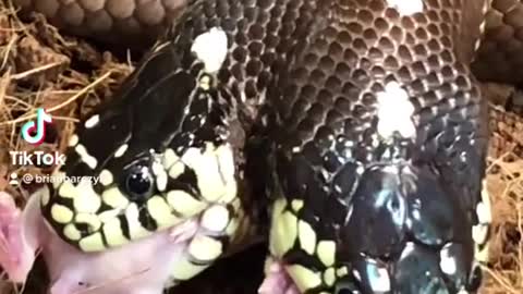 Feeding time for a two-headed snake