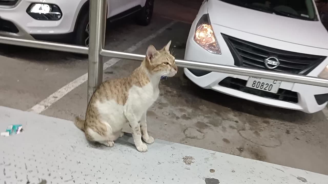 ADELE - Homeless cat in Ras Al Khaimah, UAE #cat #cats #Adele #emirates #UAE #food #homeless #kitten