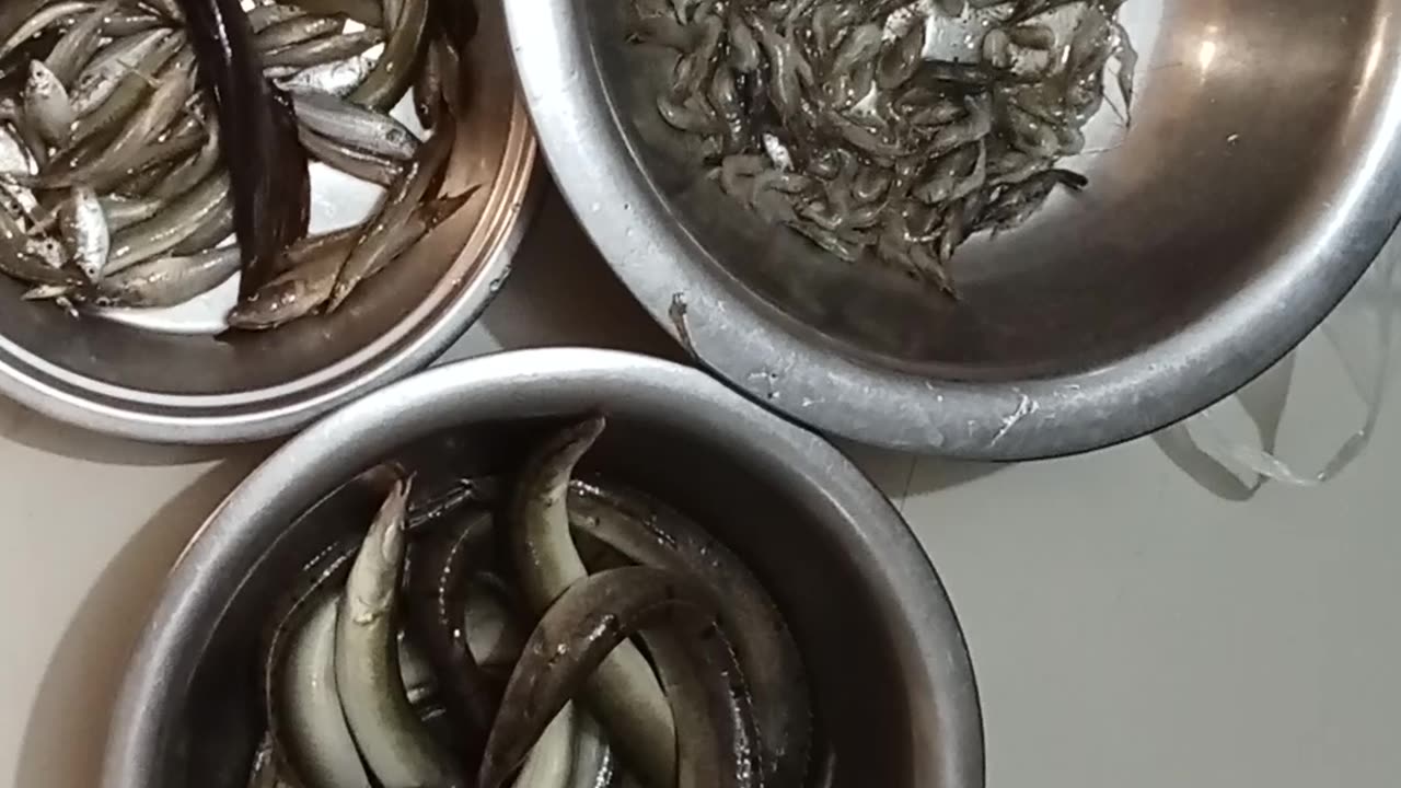 Bangladesi Fish Video