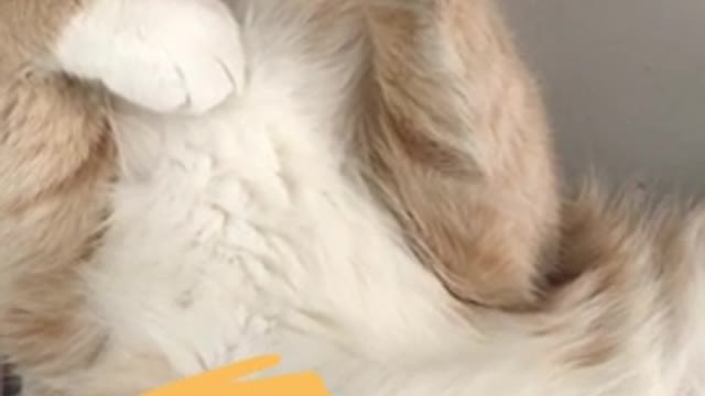 Cute Sleeping Cat #shorts #cats&kittens