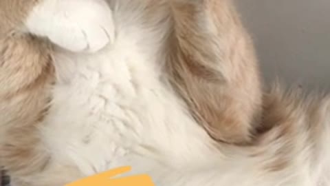 Cute Sleeping Cat #shorts #cats&kittens