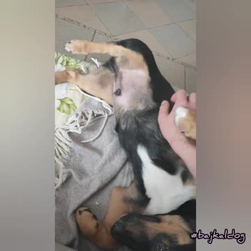 Puppy enjoying tummy tucking