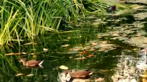 Relaxing Music | Sleeping, Meditation, Stress Relief | [1484] ⭐️