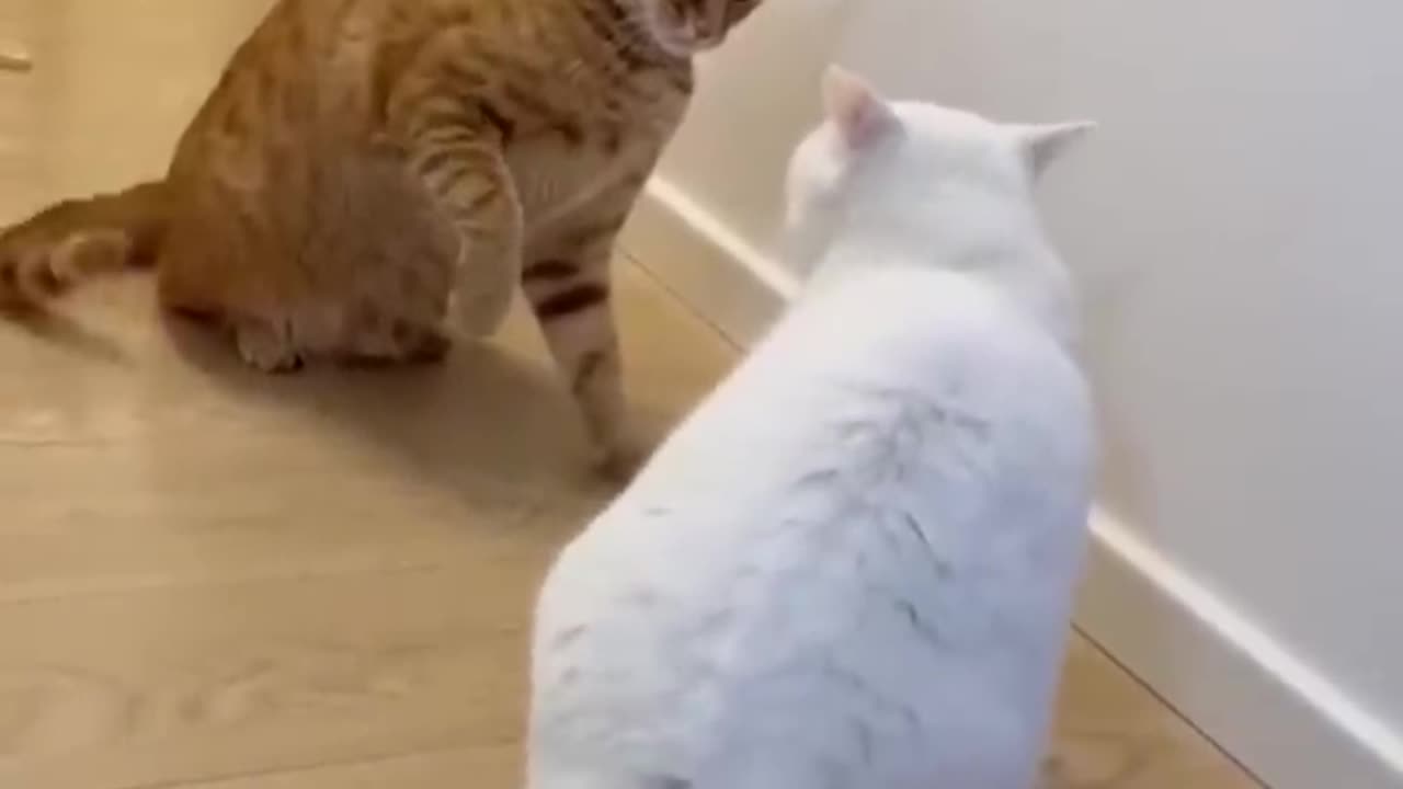 Cat & pet sweet or full Funny fight 😊