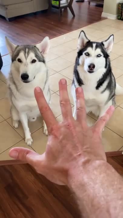 5 Reasons Why Huskies Are The WEIRDEST DOG BREED!