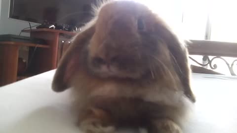 Most adorable bunny