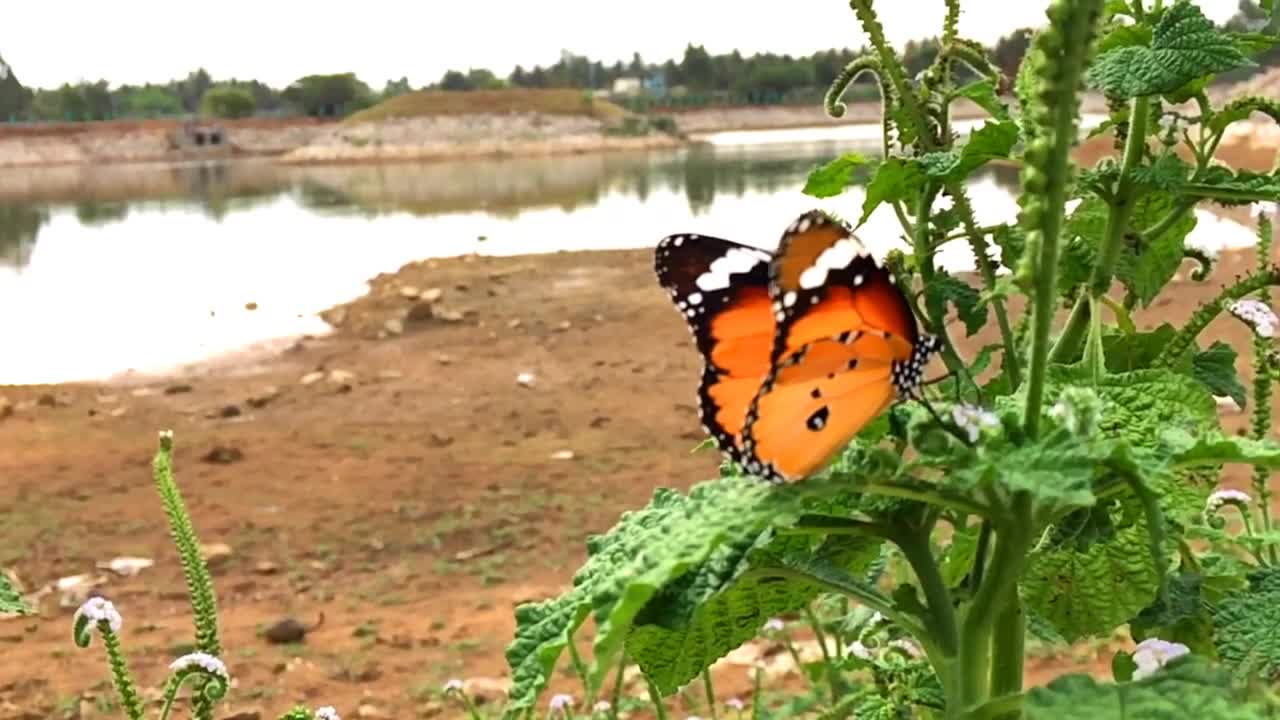 Butterfly, close up HD