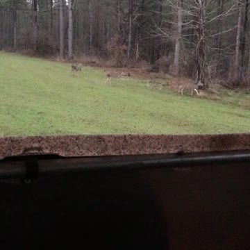 Deer Hunting Mississippi