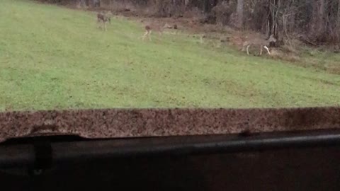 Deer Hunting Mississippi