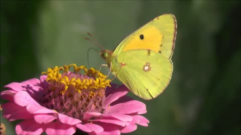 Beautiful Butterfly