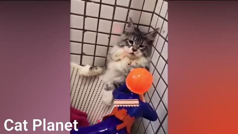 Funny Cats Video Compilation 2021. kkkkkkkkkkkk