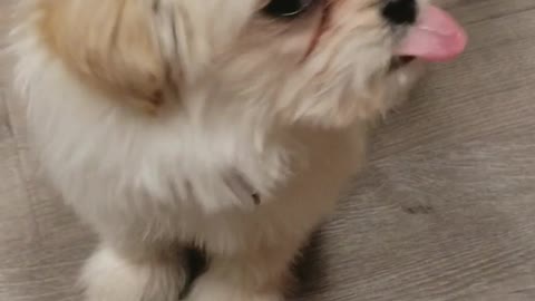 White dog licks peanut butter off red stick